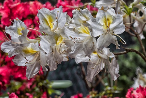 Azalea